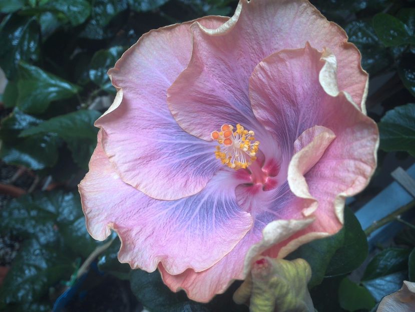 WIN_20170411_120700 - 02Hibiscus