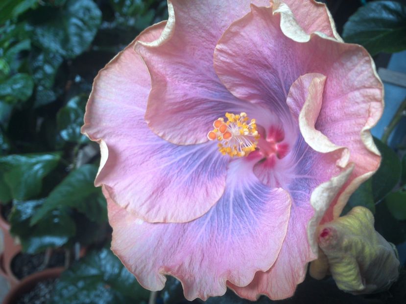 WIN_20170411_120720 - 02Hibiscus