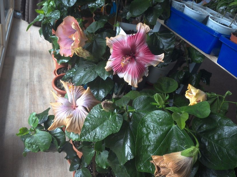 WIN_20170411_121221 - 02Hibiscus