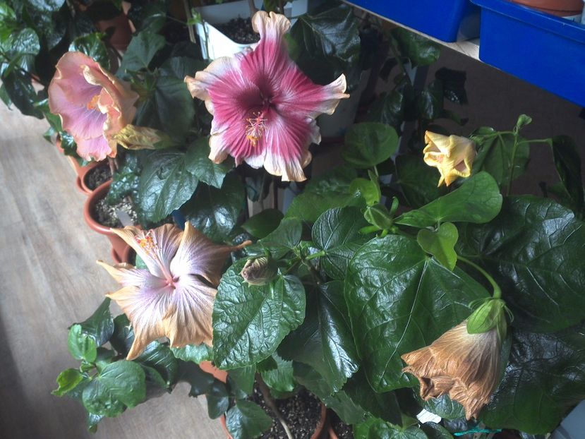 WIN_20170411_121232 - 02Hibiscus