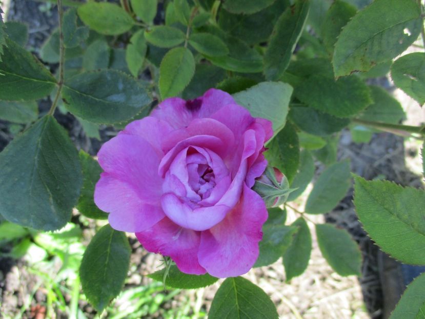  - Reine de Violettes