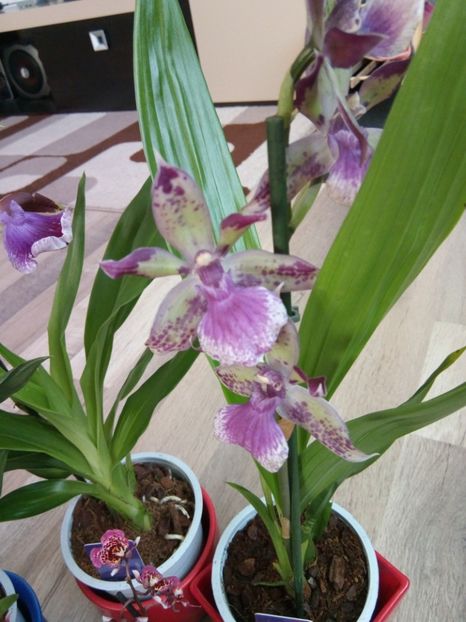  - florile mele dragi