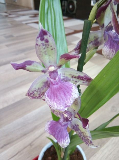  - florile mele dragi