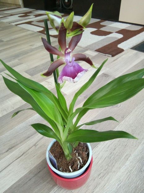  - florile mele dragi