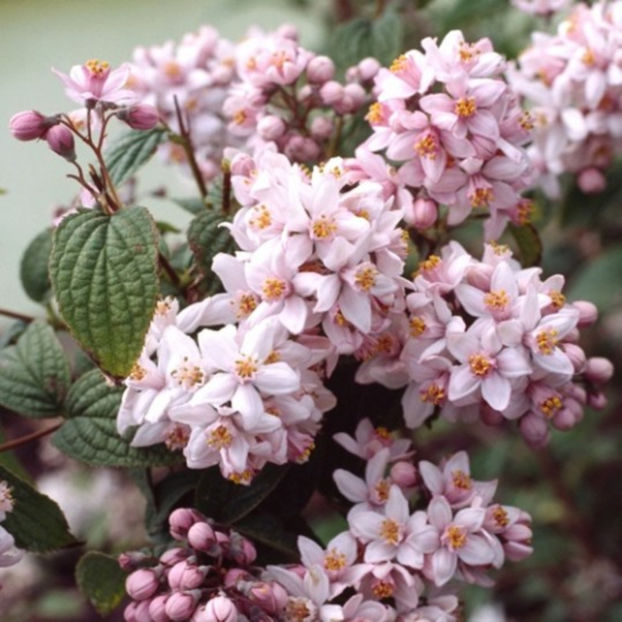 Deutzia-hybrida-Mont-Rose - DORINTE IMPLINITE