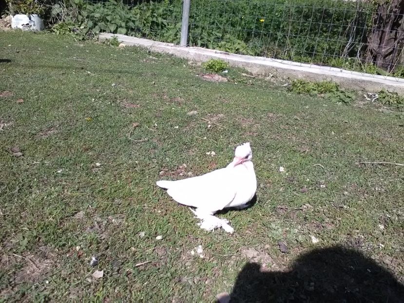 Misirliu - Puii 2017