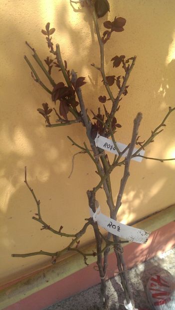 Ultimii trandafiri pomisor:1 galben, 1 roz, 1 alb-75 lei/buc - TRANDAFIRI PORT INALT SI PLANGATORI