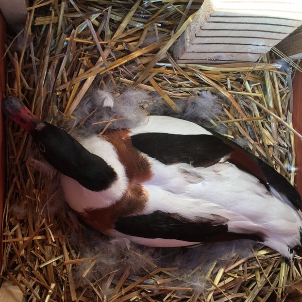 Neam pus la clocit - Califar Alb