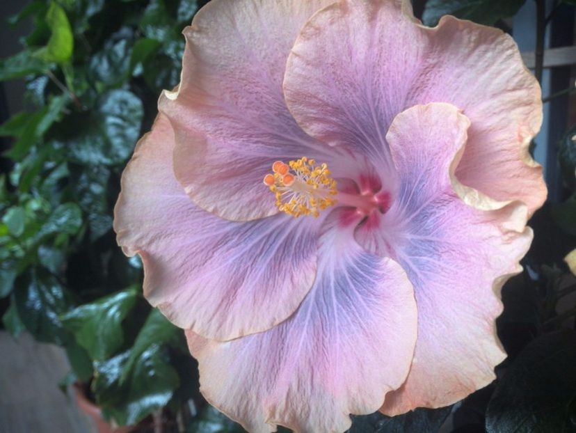 Silver Memories - 02Hibiscus