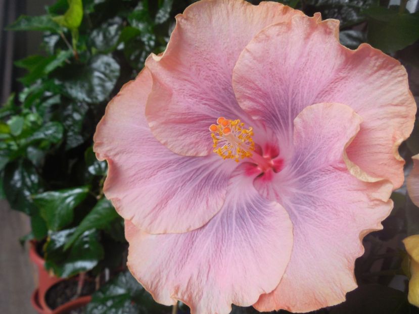 Silver Memories - 02Hibiscus