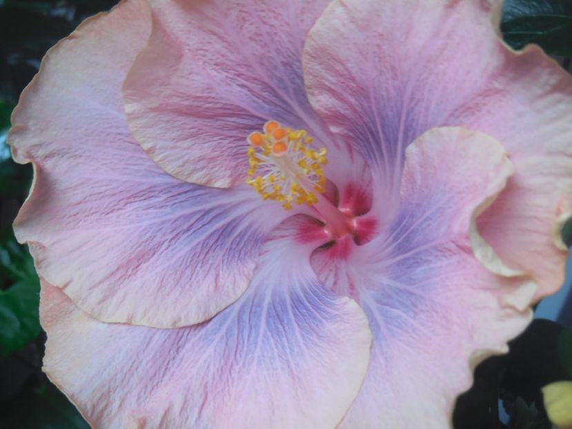Silver Memories - 02Hibiscus