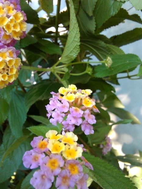 Lantana lila - Flori 2017