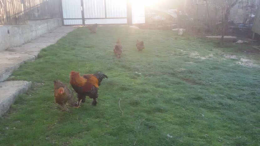  - Brahma potrarnichiu 2017