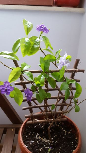  - Brunfelsia calycina