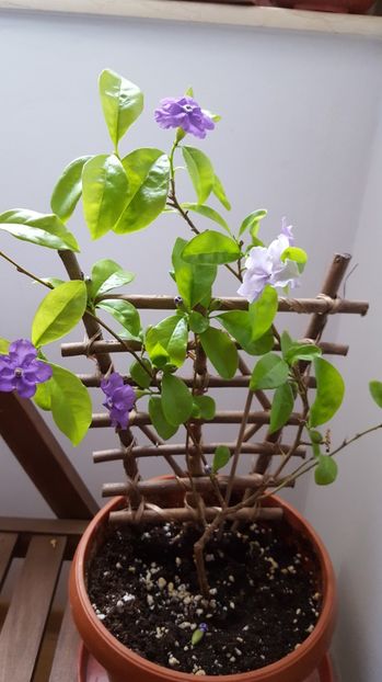  - Brunfelsia calycina