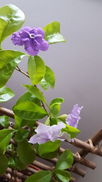  - Brunfelsia calycina