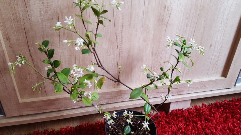 Tot mai multe floricele.... - Trachelospermum jasminoides