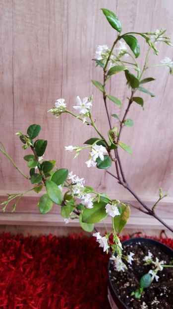  - Trachelospermum jasminoides
