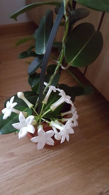  - stephanotis floribunda