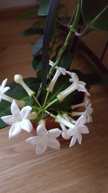  - stephanotis floribunda