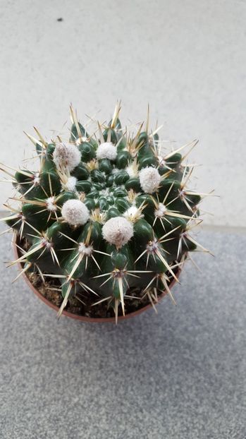  - Notocactus submammulosus