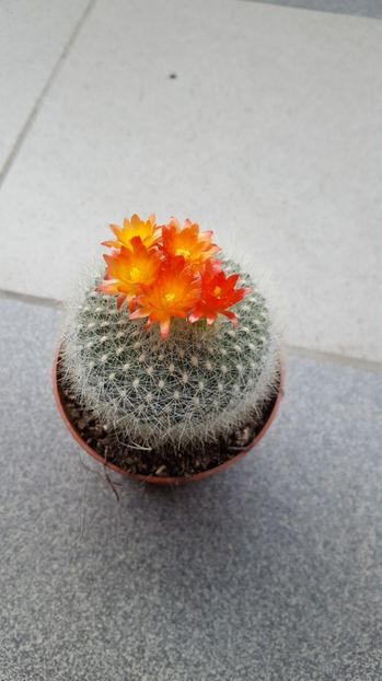  - Parodia haselbergii -notocactus N