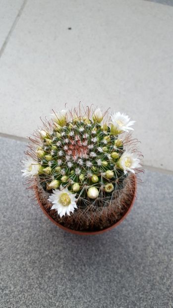  - Mammillaria zielmanniana fma albiflora