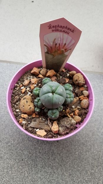  - Lophophora williamsii