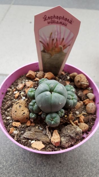  - Lophophora williamsii