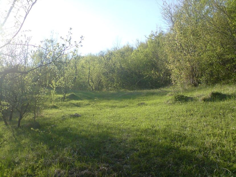  - Primavara in padure si nu numai