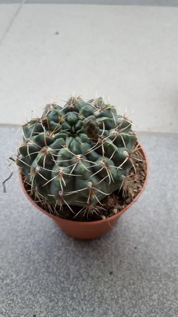  - Gymnocalycium baldianum