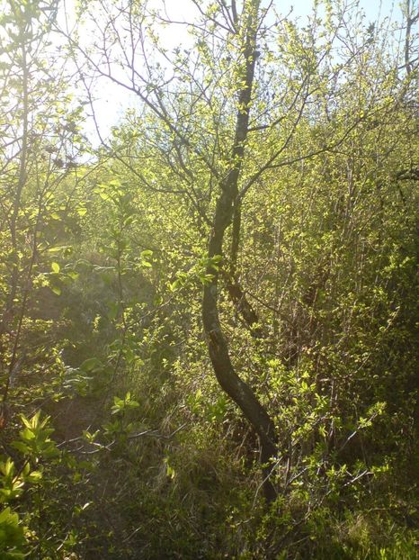  - Primavara in padure si nu numai