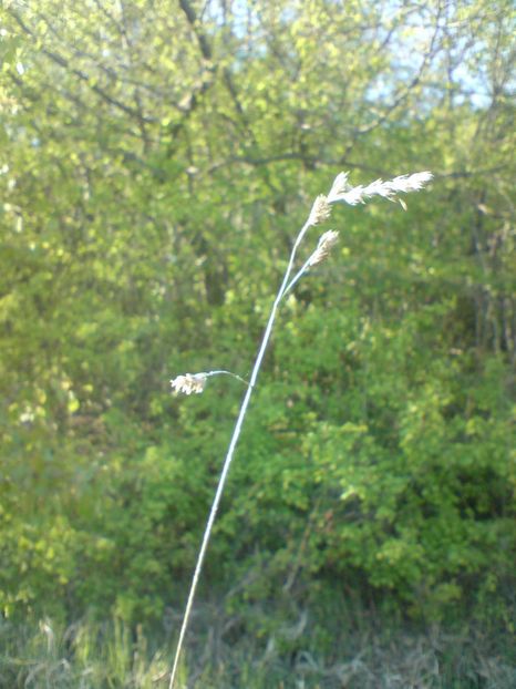  - Primavara in padure si nu numai