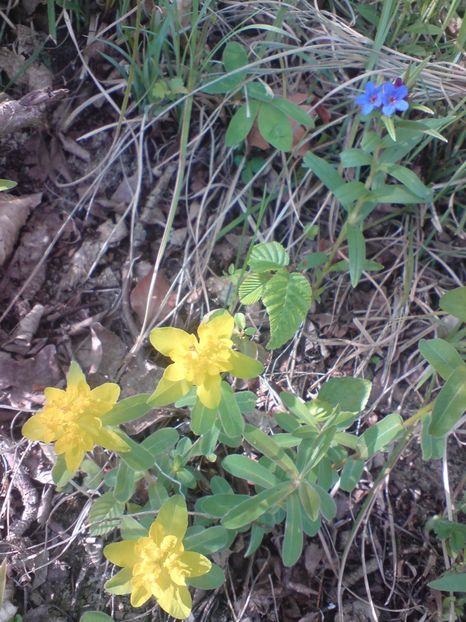  - Primavara in padure si nu numai