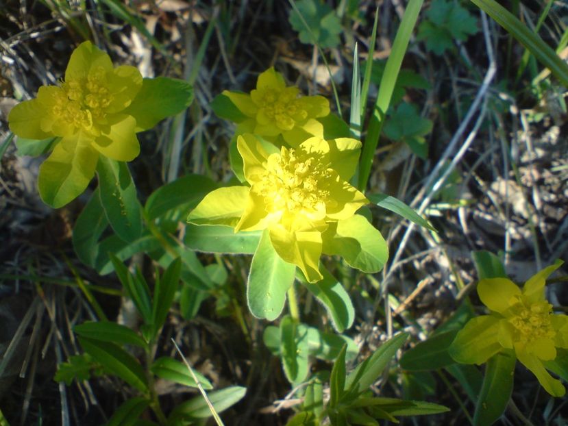  - Primavara in padure si nu numai