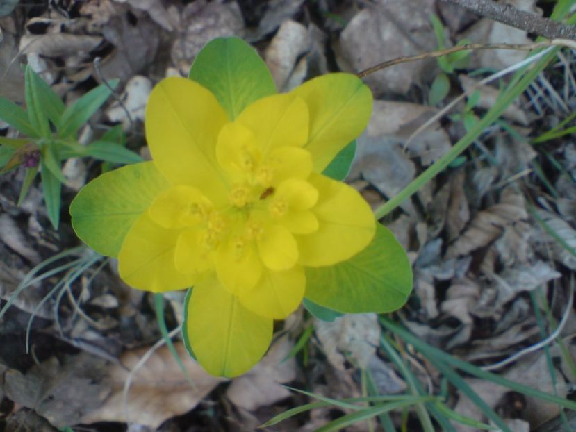  - Primavara in padure si nu numai