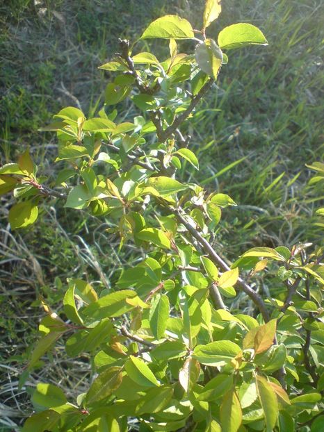  - Primavara in padure si nu numai