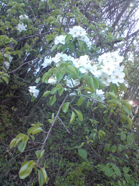  - Primavara in padure si nu numai