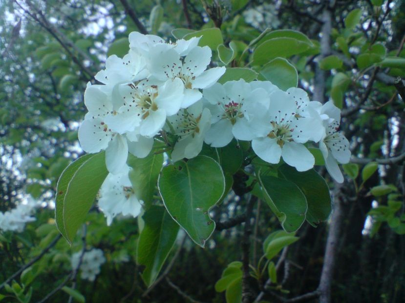  - Primavara in padure si nu numai