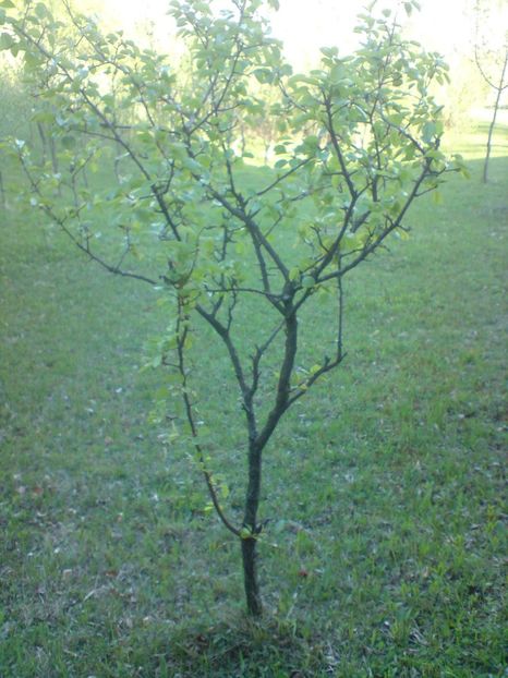  - Primavara in padure si nu numai