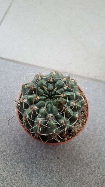  - Gymnocalycium baldianum