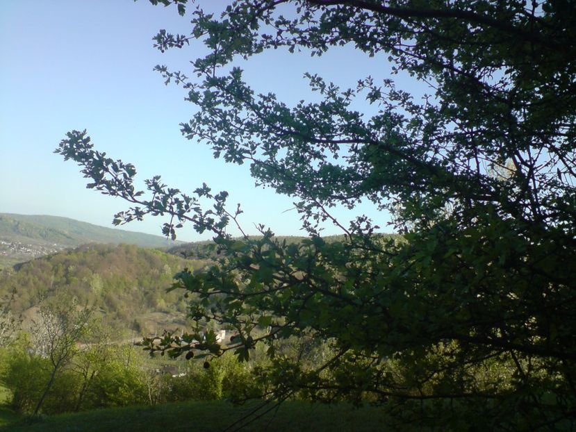  - Primavara in padure si nu numai