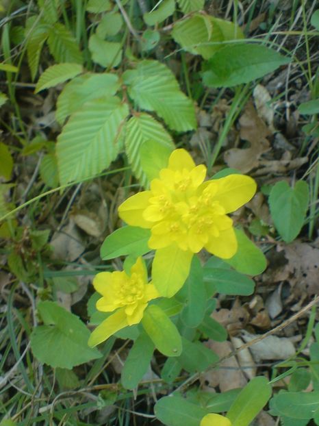  - Primavara in padure si nu numai