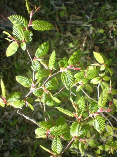  - Primavara in padure si nu numai