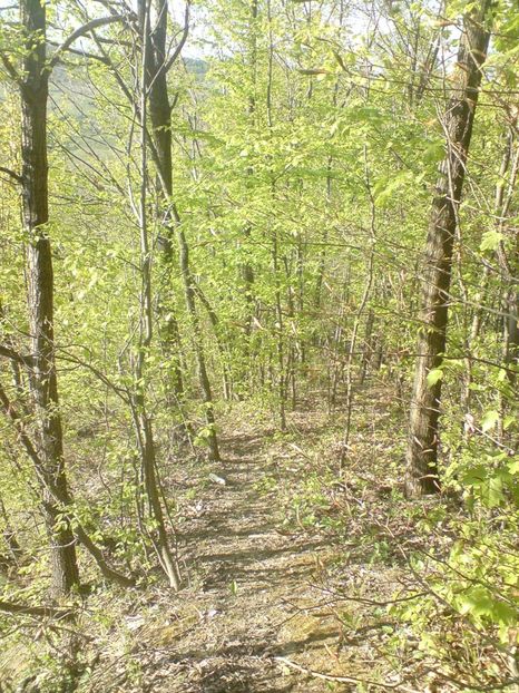  - Primavara in padure si nu numai