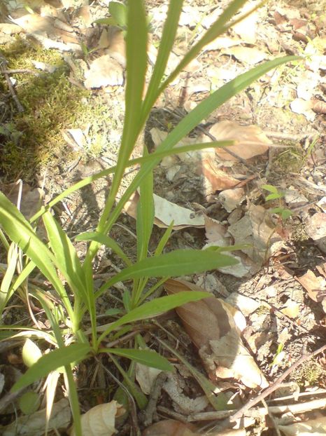  - Primavara in padure si nu numai