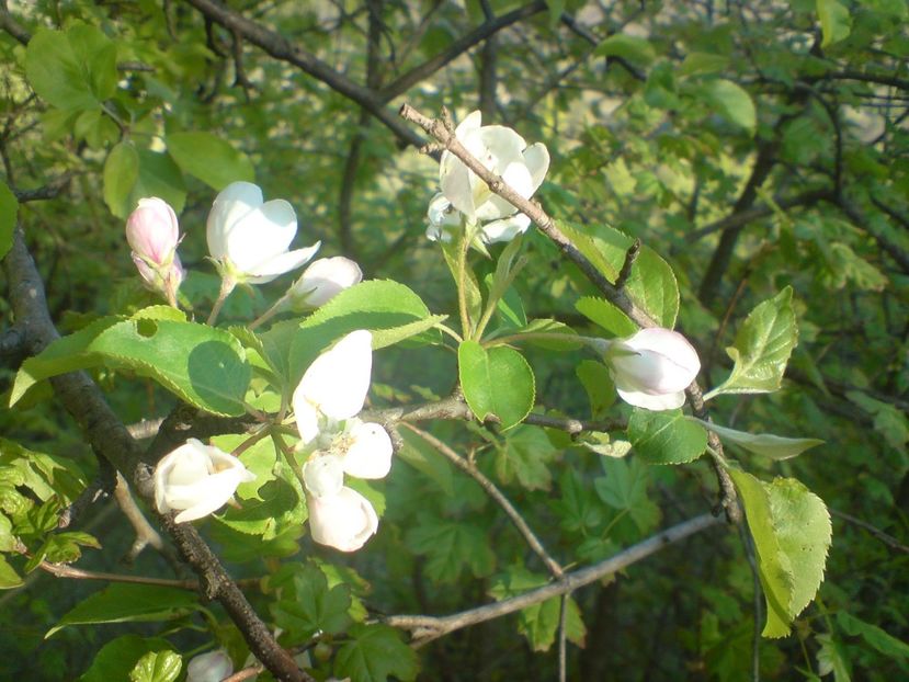  - Primavara in padure si nu numai