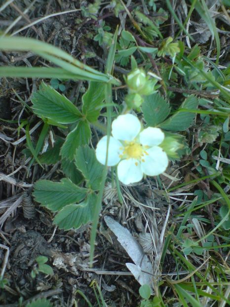  - Primavara in padure si nu numai