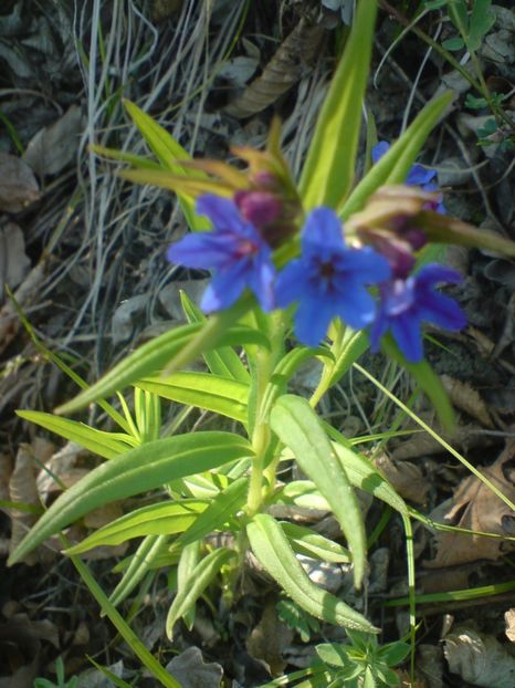  - Primavara in padure si nu numai