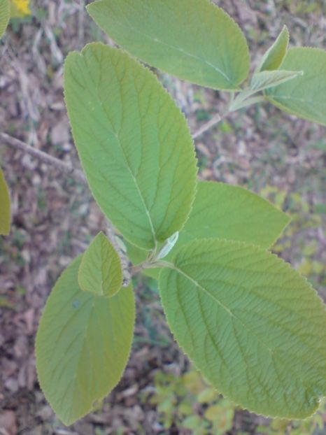  - Primavara in padure si nu numai